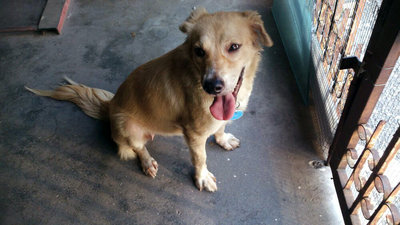 Jasmine - Golden Retriever Mix Dog