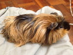 PF53038 - Guinea Pig Small & Furry