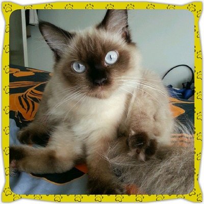 Mokko Leng - Applehead Siamese + Ragdoll Cat