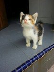 Calico kitten adopted on Feb 25th 2014