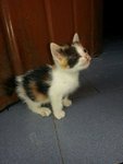 Calico kitten (adopted)