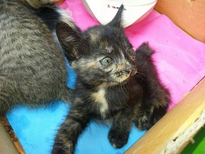 Tortie Female Kittens - Domestic Short Hair Cat