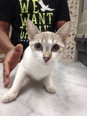 Dorothy And Jasmine  - Siamese + Domestic Short Hair Cat