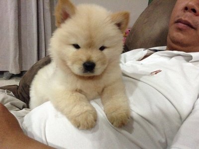 Chowchow - Chow Chow Dog