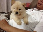 Chowchow - Chow Chow Dog