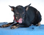 Bindi - Doberman Cross - Doberman Pinscher Mix Dog