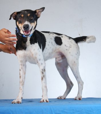 G-boy - Player  - Mixed Breed Dog