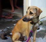 Fafa - Mixed Breed Dog