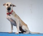 Harini - The Handsome Girl - Mixed Breed Dog