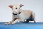 Janani - What A 3 Legged :) - Mixed Breed Dog