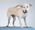 Janani - What A 3 Legged :) - Mixed Breed Dog