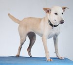 Janani - What A 3 Legged :) - Mixed Breed Dog