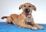 Lina - A Sweetheart - Mixed Breed Dog