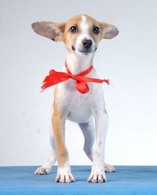 Mel - Dachshund Cross - Dachshund Mix Dog