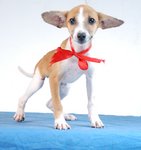 Mel - Dachshund Cross - Dachshund Mix Dog