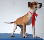 Mel - Dachshund Cross - Dachshund Mix Dog