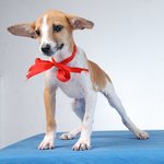 Mel - Dachshund Cross - Dachshund Mix Dog