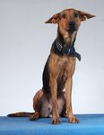 Mother - Gentle Giant (Dobb) - Doberman Pinscher Mix Dog