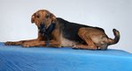 Mother - Gentle Giant (Dobb) - Doberman Pinscher Mix Dog