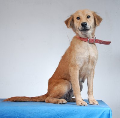 Naomi - Pretty Playful - Golden Retriever Mix Dog