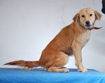 Naomi - Pretty Playful - Golden Retriever Mix Dog