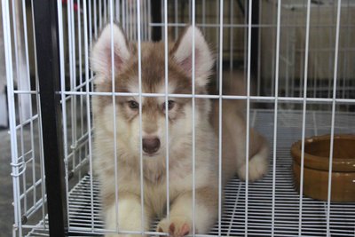 Top Class Giant Wooly Husky Puppy - Siberian Husky Dog