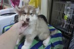 Top Class Giant Wooly Husky Puppy - Siberian Husky Dog