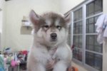 Top Class Giant Wooly Husky Puppy - Siberian Husky Dog