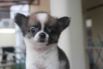 T-cup Long Coat Chh Pup - Chihuahua Dog