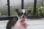 T-cup Long Coat Chh Pup - Chihuahua Dog