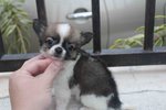 T-cup Long Coat Chh Pup - Chihuahua Dog