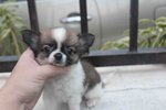 T-cup Long Coat Chh Pup - Chihuahua Dog