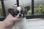 T-cup Long Coat Chh Pup - Chihuahua Dog