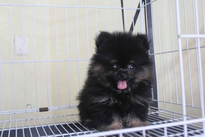 Tiny Black Tan Pomeranian Mka Pup - Pomeranian Dog