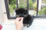 Tiny Black Tan Pomeranian Mka Pup - Pomeranian Dog