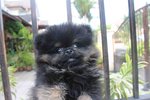 Tiny Black Tan Pomeranian Mka Pup - Pomeranian Dog