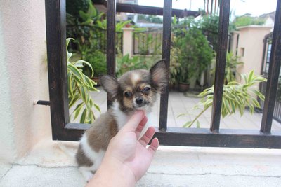 Female Long Coat Chihuahua - Chihuahua Dog