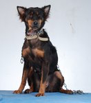 Rottie The Climber - Mixed Breed Dog