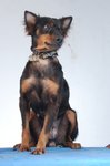 Rottie The Climber - Mixed Breed Dog