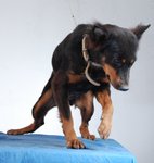 Rottie The Climber - Mixed Breed Dog