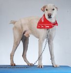 Sifu - Gentle Giant (Dane) - Great Dane Mix Dog