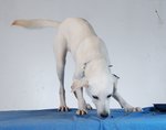 Snowy - Super Girl - Mixed Breed Dog