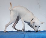 Snowy - Super Girl - Mixed Breed Dog