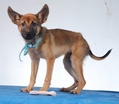 Tim The Tiny Boy - Boerboel Mix Dog