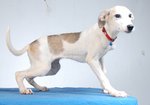 Tina - Beautiful Hound - Hound Mix Dog