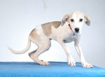 Tina - Beautiful Hound - Hound Mix Dog