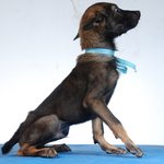 Tyson - Unique Coat - Boerboel Mix Dog