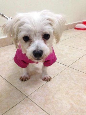 灵灵 - Maltese Dog