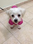 灵灵 - Maltese Dog