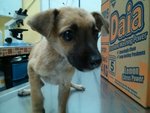 Hero - Mixed Breed Dog